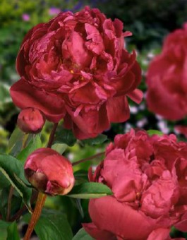 Peonia erbacea - Sarah Bernhardt Red () | Centro Botanico Moutan